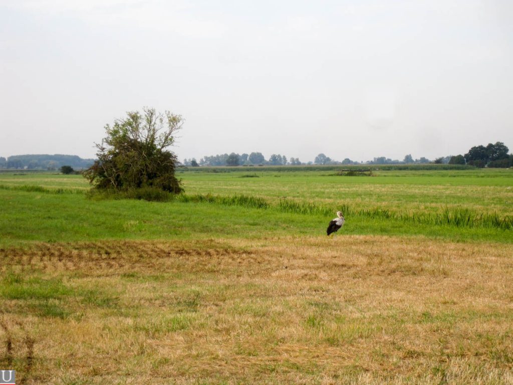 Heycopperkade, polder Rijnenburg met ooievaar