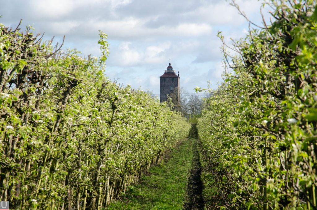 Vleuterweideweg, perenbloesem