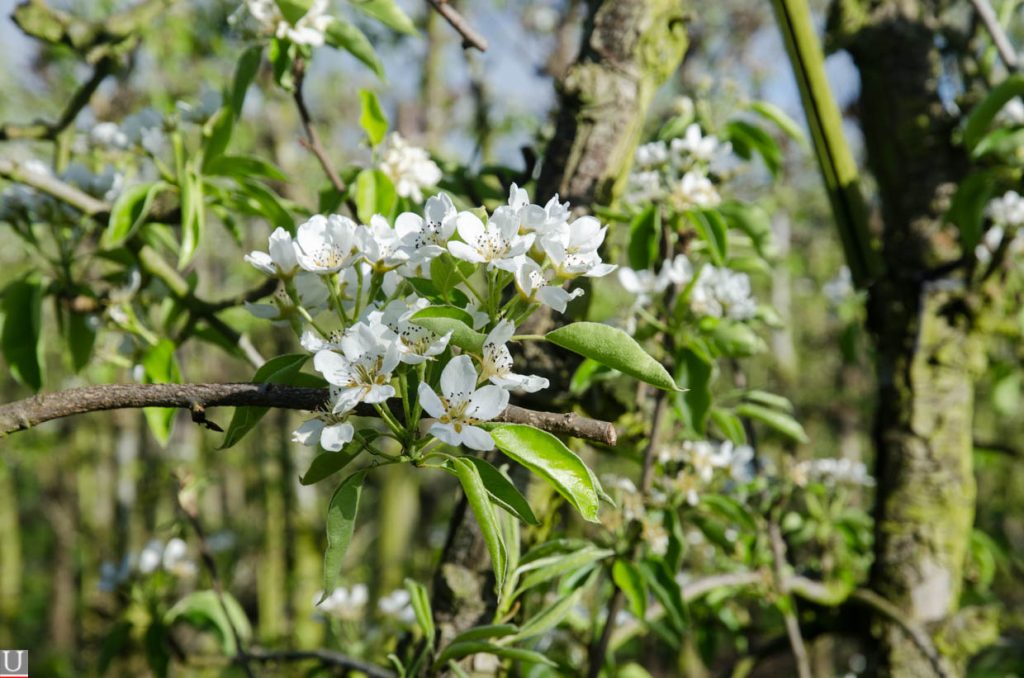 Vleuterweideweg, perenbloesem